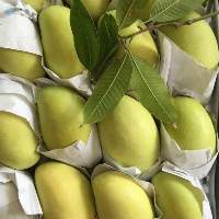 Premium Fresh Mango