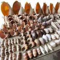 Vibrant Color Handicraft Seashells