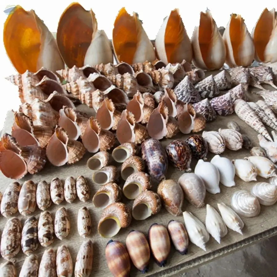 Vibrant Color Handicraft Seashells