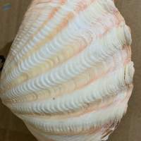 Significant Oyster & Scallop Shell