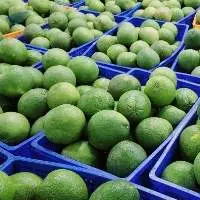 Premium Fresh Pomelo