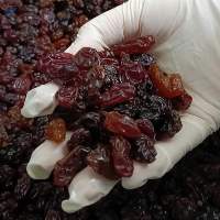 Vietnamese High Quality Raisin or Dried Grapes