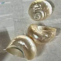 Unique Handmade Seashell
