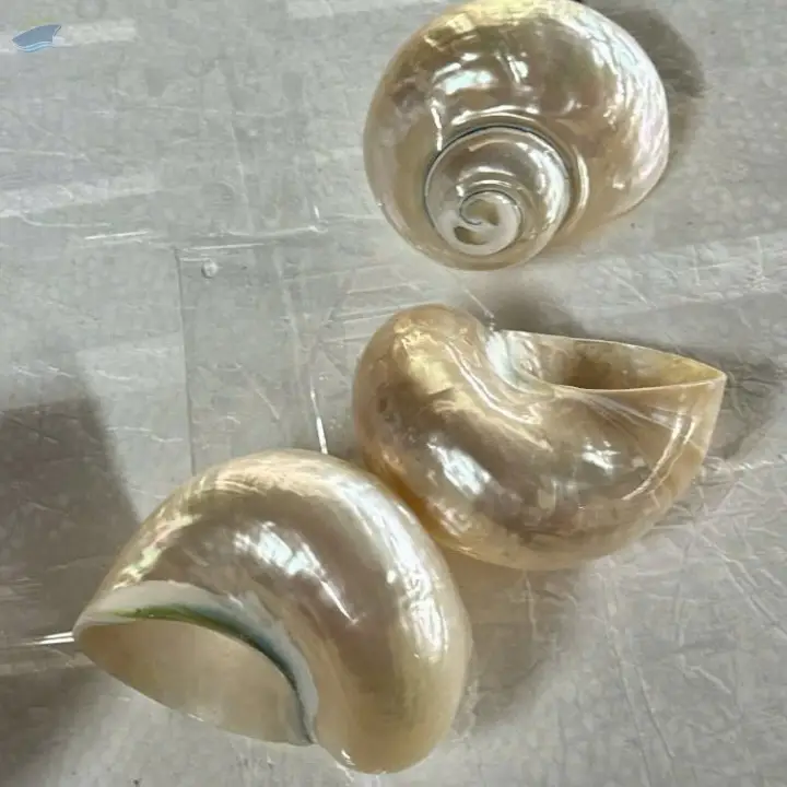 Unique Handmade Seashell