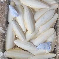 Cuttlefish Bone White