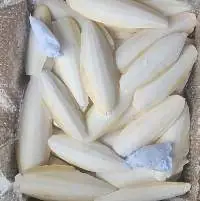 Cuttlefish Bone White