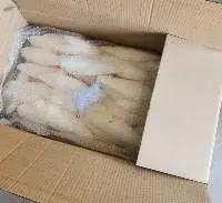 Cuttlefish Bone White