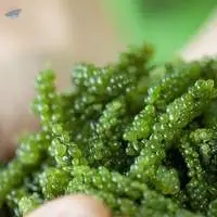 Organic Sea Grapes