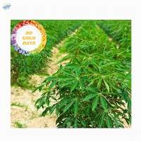 Cassava leaf