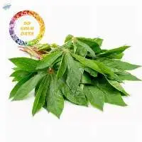 Cassava Leaf