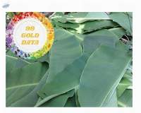Banana Leaf