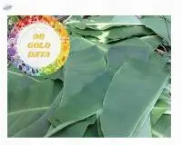 Banana Leaf
