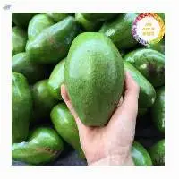 Fresh Avocado