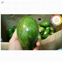 Fresh Avocado