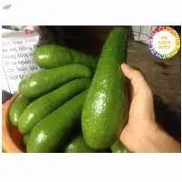 Fresh Avocado