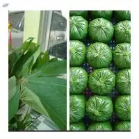 Frozen Minced Cassava Leaf