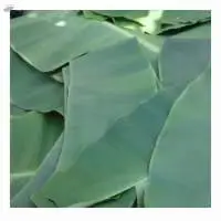Frozen Banana Leaves