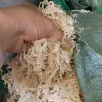 Dried Sea Moss