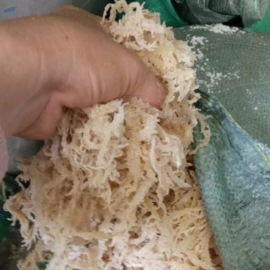 Dried Sea Moss