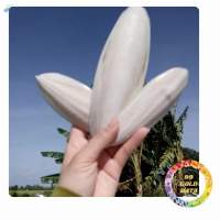 Cuttlefish Bone