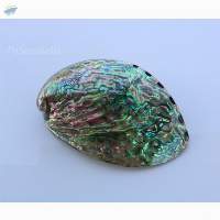 Abalone Shell