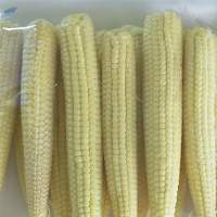 Baby Corn