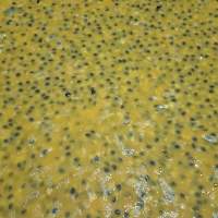 Frozen Passion Fruit