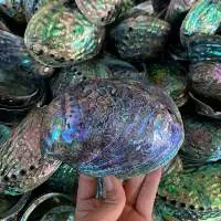 Abalone Shells