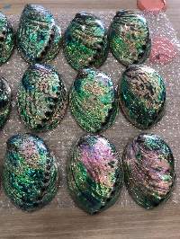 Abalone Shell