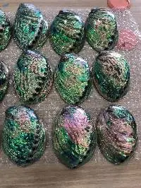 Abalone Shell