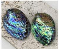 Abalone Shell