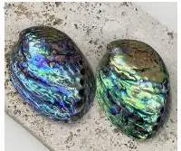 Abalone Shell