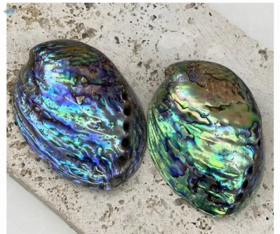 Abalone Shell