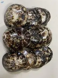 Polished Limpet Shells