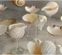 Seashell Glass