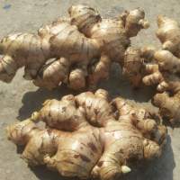 Fresh Ginger