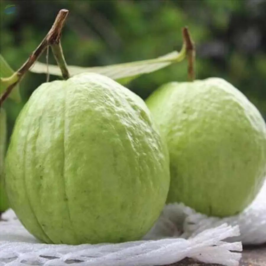 Fresh Guava