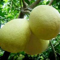 Fresh Pomelo