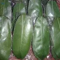 Dried Soursop Leaves