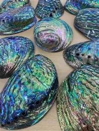 Polished Abalone Shell