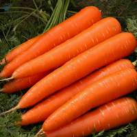 Fresh Carrot