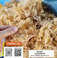 Dried Seamoss