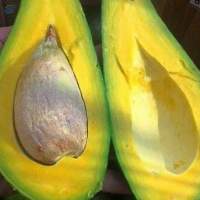 Frozen Avocado