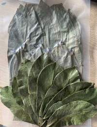 SOURSOP GRAVIOLA LEAF