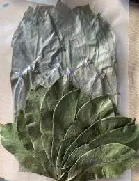SOURSOP GRAVIOLA LEAF