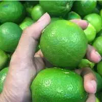 Export Standard Green Seedless Lime