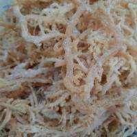 Cottonii Seaweed