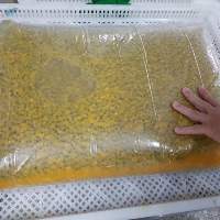 Frozen Passion Fruit Puree