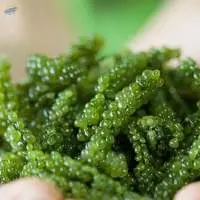 Sea Grape Caulerpa Lentillifer