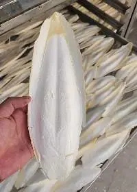 Cuttlefish Bone